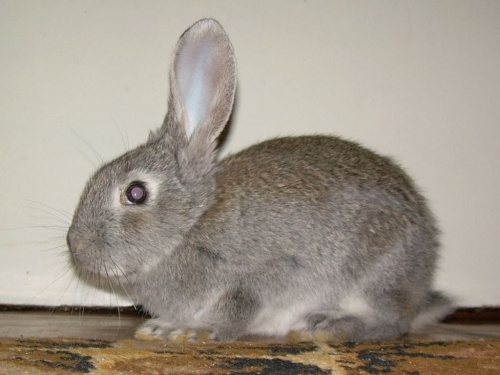 i znów Ksysio:))) #królik #króliki #zwierzęta #Ksysio