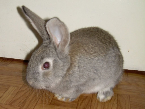 Ksysio:))) #królik #króliki #zwierzęta #Ksysio