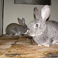Bożenka i Ksysio, wogóle nie podobne do Kubusia... #królik #króliki #zwierzęta #Bożenka #Ksysio