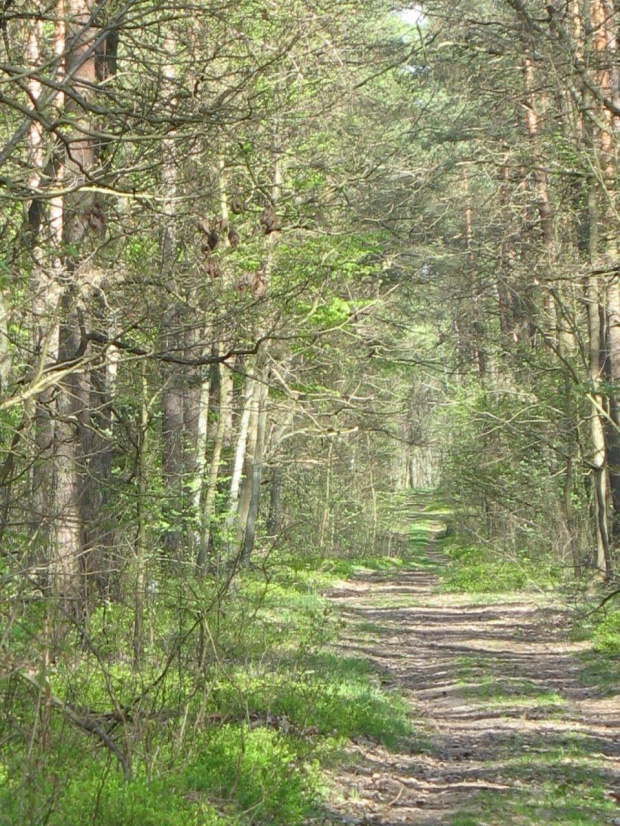 Koluszki, las, przyroda #Koluszki #las #przyroda #wiosna #droga