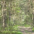 Koluszki, las, przyroda #Koluszki #las #przyroda #wiosna #droga