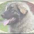 Leonberger Boćka