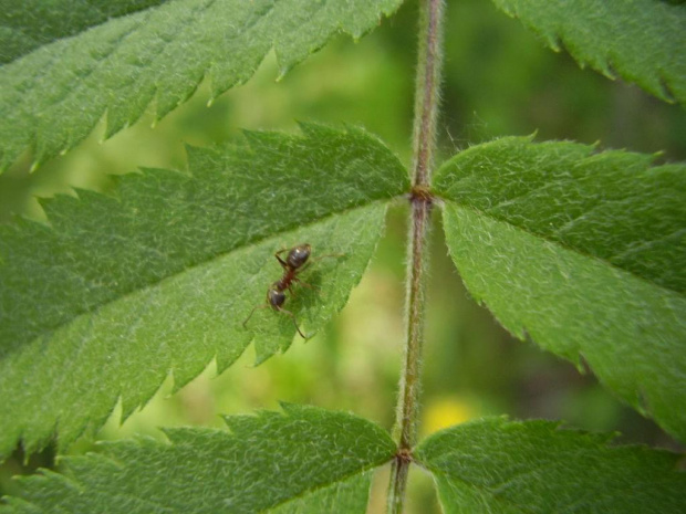#mrówka #mrówki #liście #liść #roślinność #rośliny #roślina