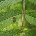 #mrówka #mrówki #liście #liść #roślinność #rośliny #roślina