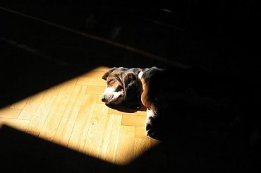 Proszę nie przeszkadzać #BassetHound #pies #Boogie