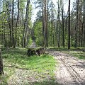 Koluszki, las, przyroda #Koluszki #las #przyroda #droga