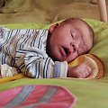 To chwilowo tygryski lubią najbardziej