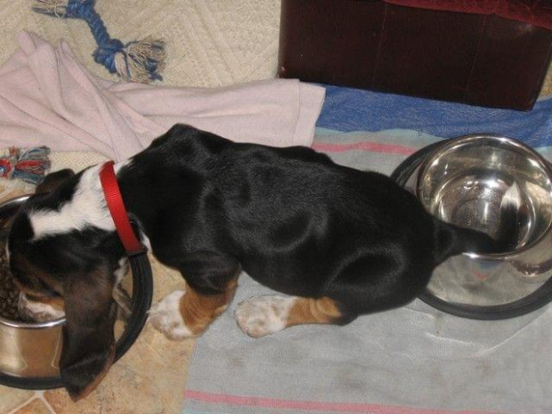 Każda okazja jest dobra żeby namoczyć ogon #BassetHound #pies #Boogie