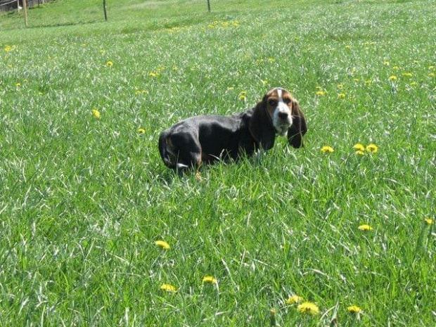 Ruszam na polowanie #BassetHound #pies #Boogie