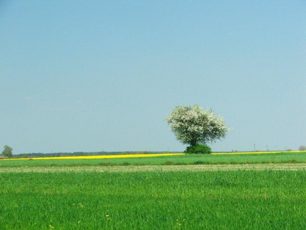 Jedziemy do Zwoli Starej #wieś #pola #wiosna