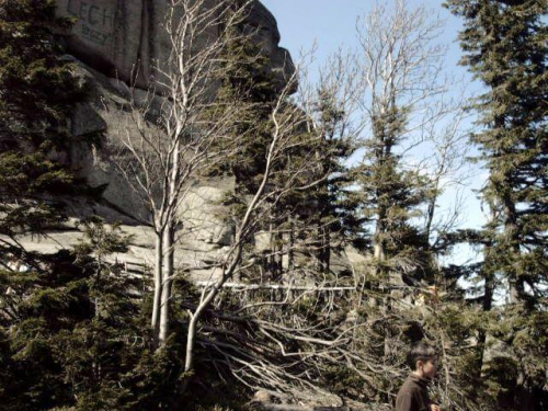 drzewa przy Pielgrzymach #karpacz #praga #góry