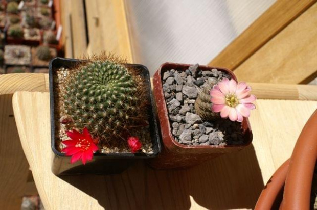 Mediolobivia pygmaea i Rebutia violaciflora