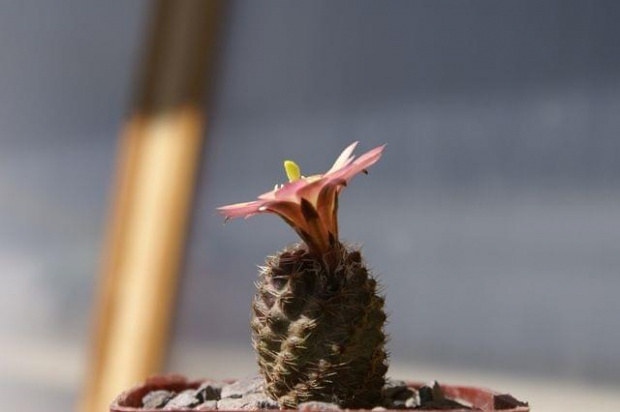 Mediolobivia pygmaea