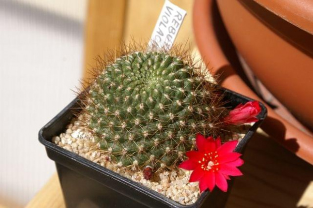 Rebutia violaciflora