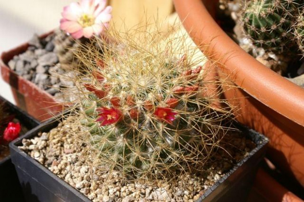 Mammillaria rekoi ssp. leptacantha