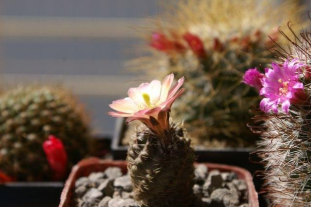 Mediolobivia pygmaea i Mammillaria berkiana