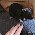 A gdy Niunia jest w pobliżu , to Elvisiu jest wyluzowany ;))
