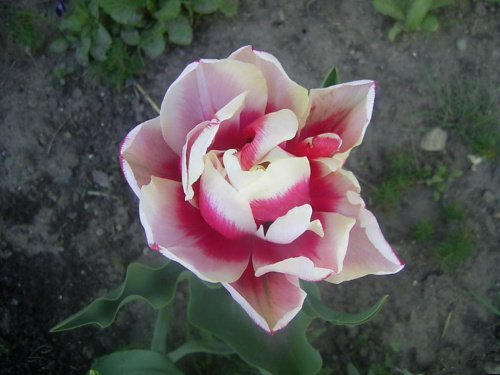 tulipan piwoniowy 4 maja