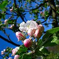 kwitnąca dzika jabłoń (malus sylvestris) #jabłoń #las #przyroda