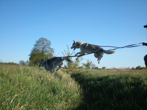ten pies co juz wyladowal to Vesta a ten co jeszcze jest w locie i skacze to moj Draco :) z tylu biegnie Karol :)