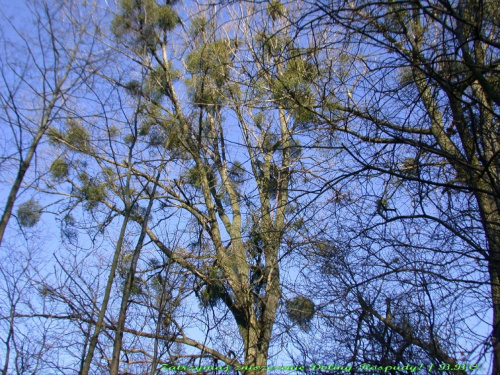 dziś, 25 lutego, to drzewo, jak i kilka innych w tej okolicy, wygląda zupełnie inaczej ;( , 2007.02.17