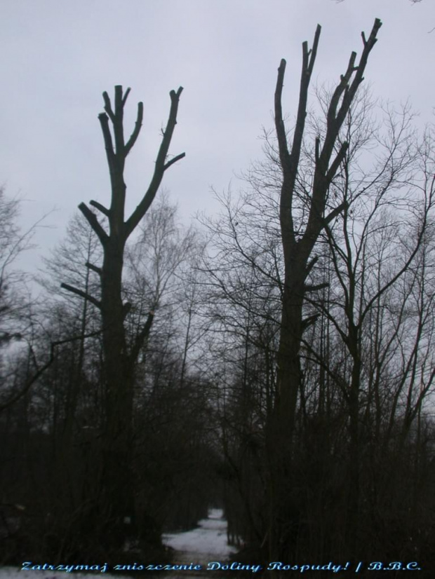 jemioła rosnąca na galęziach tych potężnych (do niedawna) topol, stanowiła pożywienie dla licznych ptaków (np. gile, paszkoty)