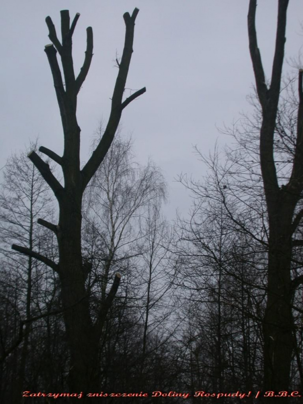 w gałęziach, które teraz leżą na zrytym śniegu ptaki robiły gniazda...