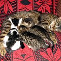 3 tygidniowe kociaki z mamą :) #koty #zwierzeta