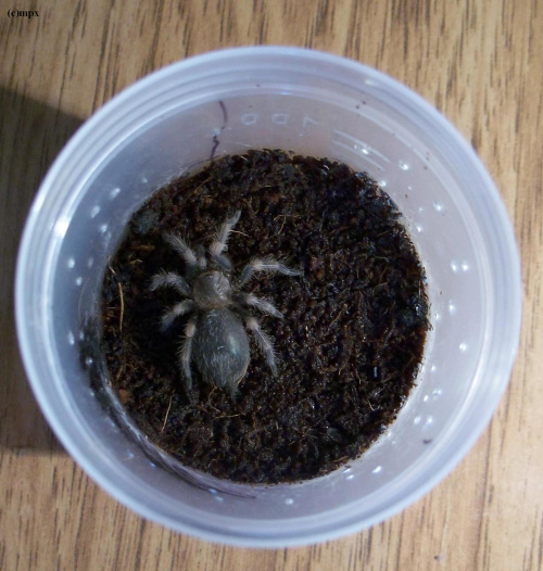 Brachypelma smithi L5