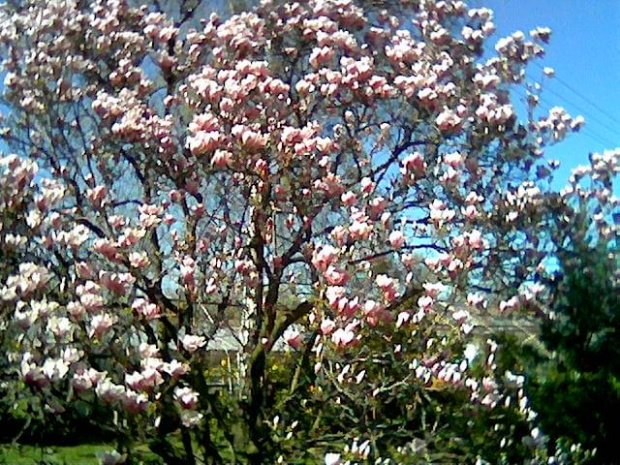 magnolia