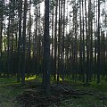 Puszcza Piska #PuszczaPiska #Pisz #Rower #Remes #Mazury