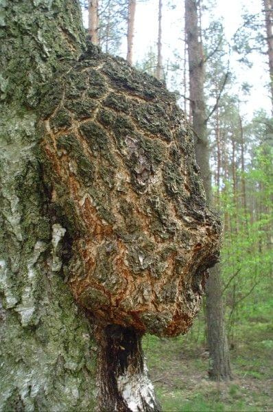 Dopiero wczoraj oglądałem podobne zdjęcie u mojego fotosikowego psiapsiela jabba2jacek. Zainspirowało mnie to by wykonać podobne. Co to jest?? - Jacku - to nie plagiat - nie obraź się, ale spodobał mi się motyw