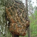 Dopiero wczoraj oglądałem podobne zdjęcie u mojego fotosikowego psiapsiela jabba2jacek. Zainspirowało mnie to by wykonać podobne. Co to jest?? - Jacku - to nie plagiat - nie obraź się, ale spodobał mi się motyw