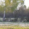 Puszcza Piska #PuszczaPiska #Pisz #Rower #Remes #Mazury