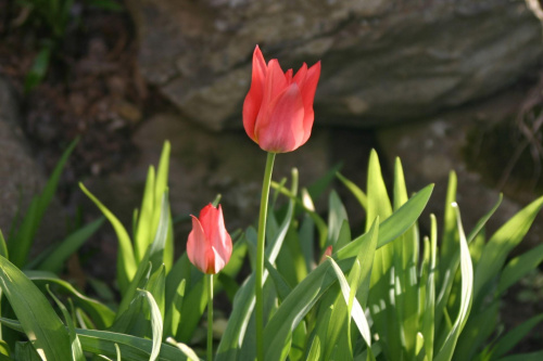 #wiosna #kwiaty #kolory #tulipany