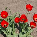 Wielkopolskie tulipany