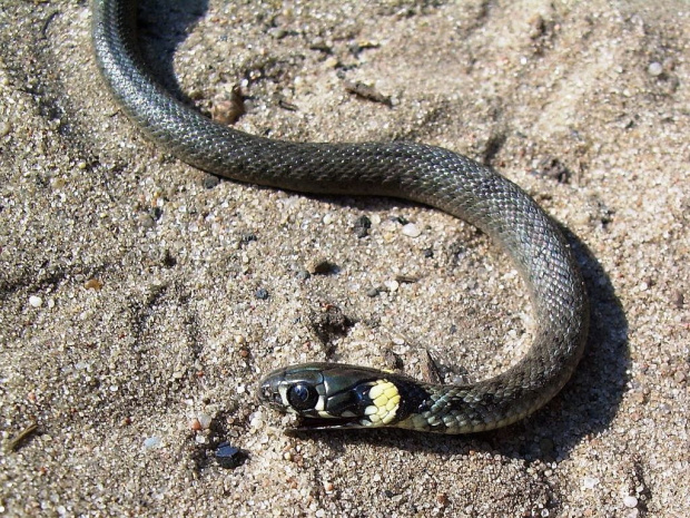 mówią, że węże hipnotyzują, hihihi, tylko na niego spojrzałam i leżał grzecznie prawie pięć minut :)))