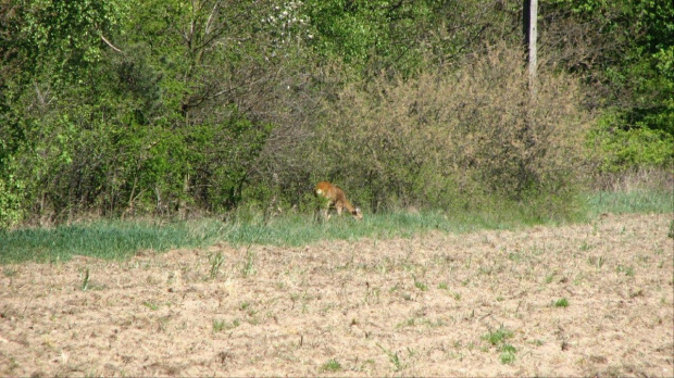 Spużnione śniadanie #Zwierzęta