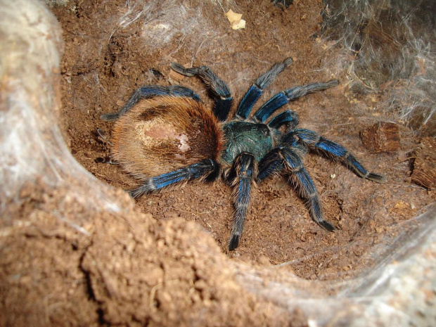 Chromatopelma cyaneopubescens L12