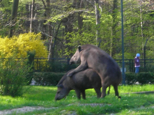 Kraków i Zoo