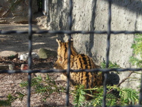 Kraków i Zoo
