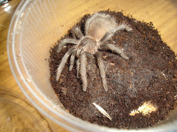 Lasiodora parachybana L8/9