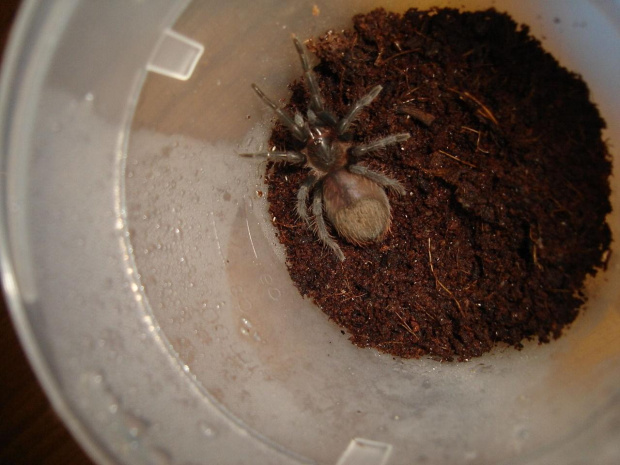 Brachypelma epicureanum L5