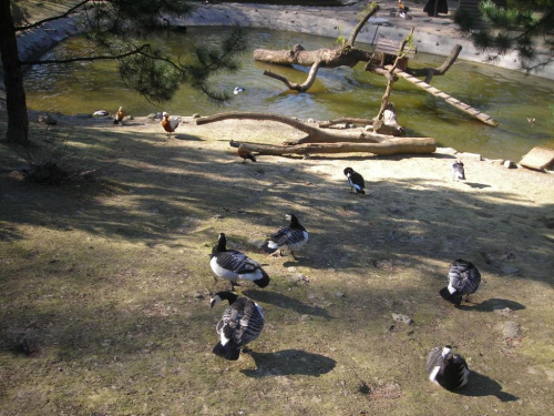 Kraków i Zoo