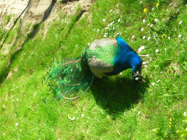 Kraków i Zoo