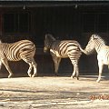 Kraków i Zoo