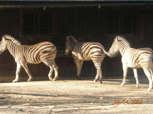 Kraków i Zoo