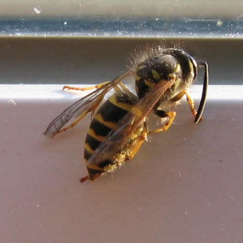 Pszczoła na moim oknie. #PszczólkaPszczoła