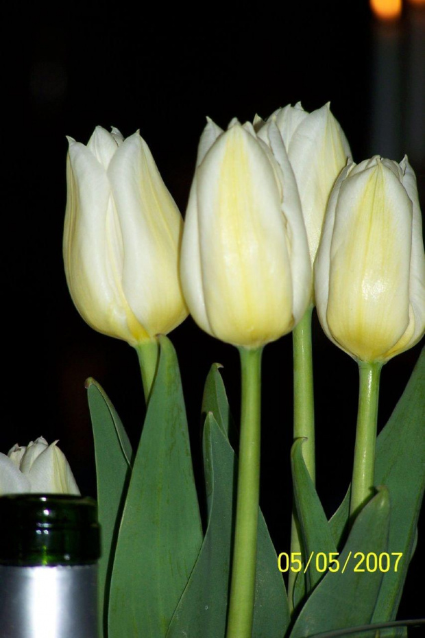 tulipany