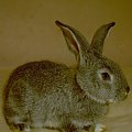 Bożenka :))) #królik #króliki #zwierzęta #Bożenka